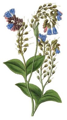 Comfrey.jpg