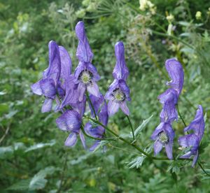 Aconite.jpg