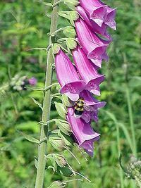 Pink Common Foxglove