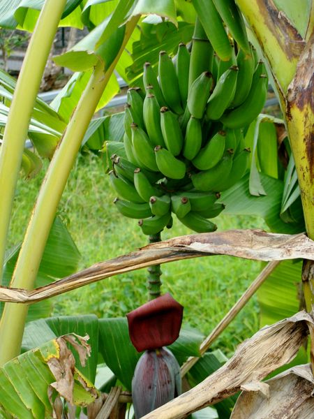 File:Banana.jpg